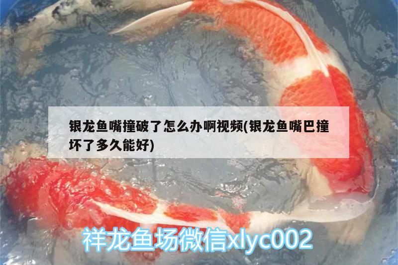 銀龍魚嘴撞破了怎么辦啊視頻(銀龍魚嘴巴撞壞了多久能好) 銀龍魚百科