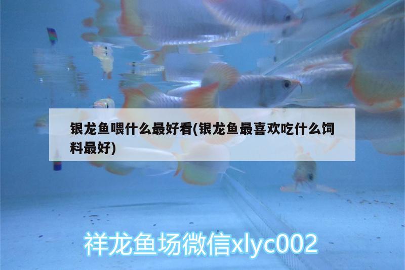 銀龍魚喂什么最好看(銀龍魚最喜歡吃什么飼料最好) 銀龍魚