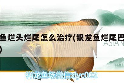 銀龍魚(yú)爛頭爛尾怎么治療(銀龍魚(yú)爛尾巴怎么治療) 銀龍魚(yú)百科