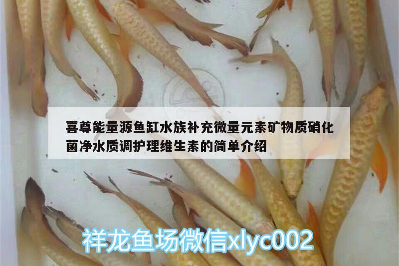 喜尊能量源魚缸水族補充微量元素礦物質(zhì)硝化菌凈水質(zhì)調(diào)護理維生素的簡單介紹 廣州水族器材濾材批發(fā)市場