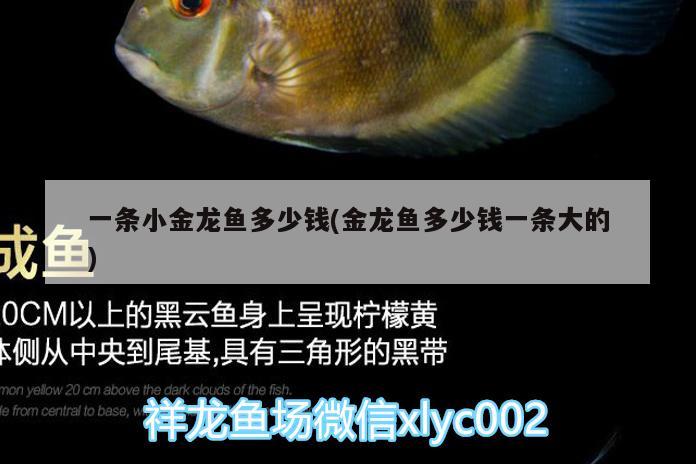 一條小金龍魚多少錢(金龍魚多少錢一條大的) 祥龍龍魚魚糧