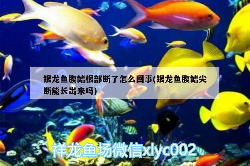 銀龍魚(yú)腹鰭根部斷了怎么回事(銀龍魚(yú)腹鰭尖斷能長(zhǎng)出來(lái)嗎)