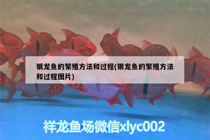 銀龍魚的繁殖方法和過(guò)程(銀龍魚的繁殖方法和過(guò)程圖片) 銀龍魚百科