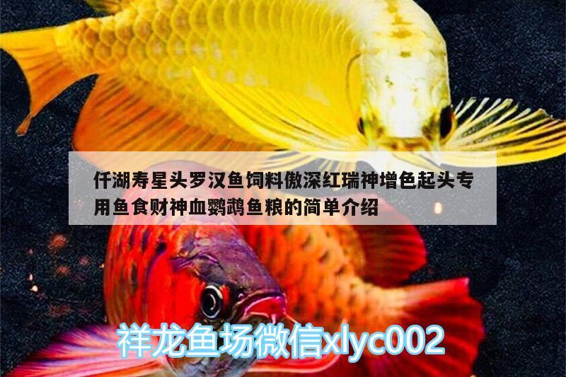 仟湖壽星頭羅漢魚飼料傲深紅瑞神增色起頭專用魚食財神血鸚鵡魚糧的簡單介紹 鸚鵡魚