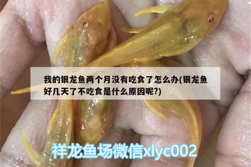 我的銀龍魚兩個月沒有吃食了怎么辦(銀龍魚好幾天了不吃食是什么原因呢?)