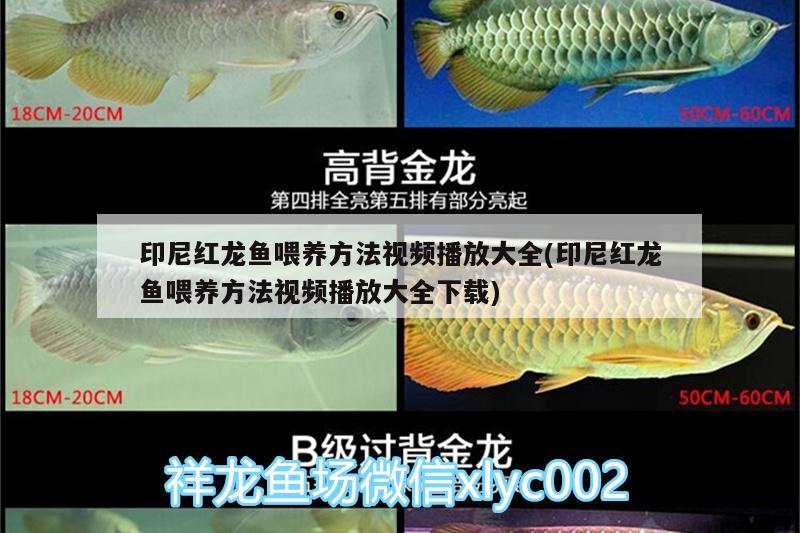 印尼紅龍魚喂養(yǎng)方法視頻播放大全(印尼紅龍魚喂養(yǎng)方法視頻播放大全下載)