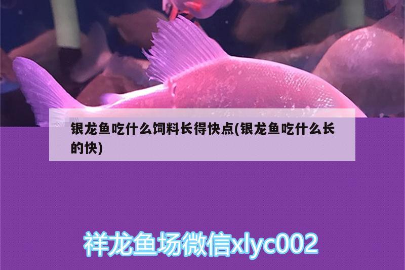 銀龍魚吃什么飼料長得快點(銀龍魚吃什么長的快)