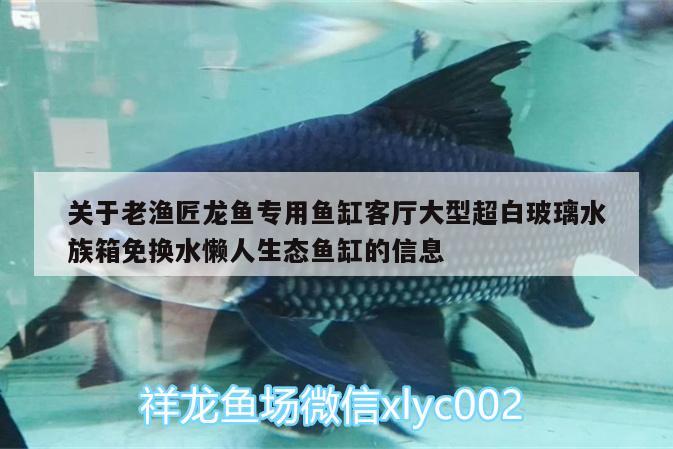 關(guān)于老漁匠龍魚專用魚缸客廳大型超白玻璃水族箱免換水懶人生態(tài)魚缸的信息 魚缸/水族箱