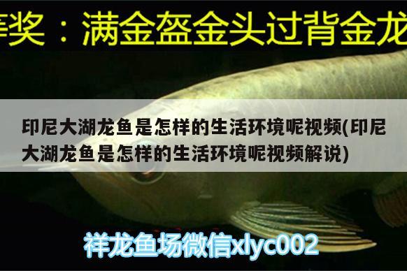 印尼大湖龍魚是怎樣的生活環(huán)境呢視頻(印尼大湖龍魚是怎樣的生活環(huán)境呢視頻解說)