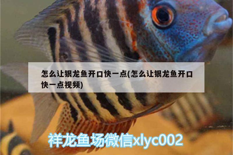 怎么讓銀龍魚開口快一點(diǎn)(怎么讓銀龍魚開口快一點(diǎn)視頻) 銀龍魚