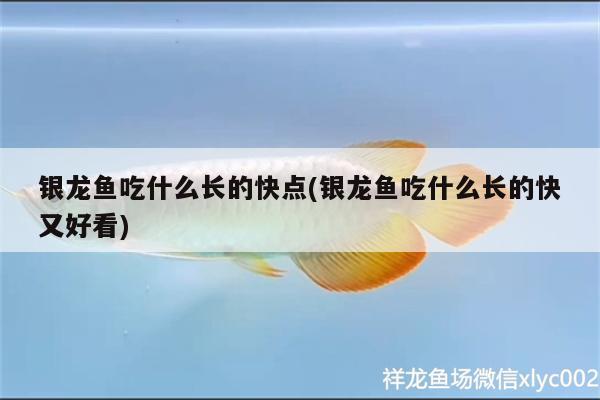 銀龍魚吃什么長的快點(diǎn)(銀龍魚吃什么長的快又好看)