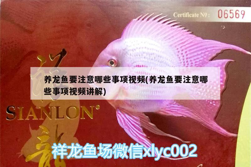 養(yǎng)龍魚要注意哪些事項視頻(養(yǎng)龍魚要注意哪些事項視頻講解) 虎斑恐龍魚