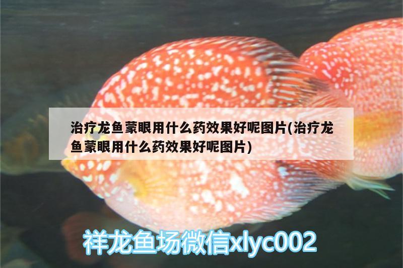 治療龍魚蒙眼用什么藥效果好呢圖片(治療龍魚蒙眼用什么藥效果好呢圖片)