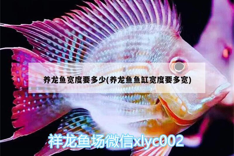 養(yǎng)龍魚寬度要多少(養(yǎng)龍魚魚缸寬度要多寬)