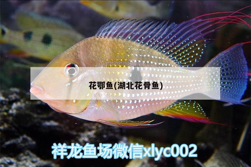 花鄂魚(湖北花骨魚) 紅頭利魚