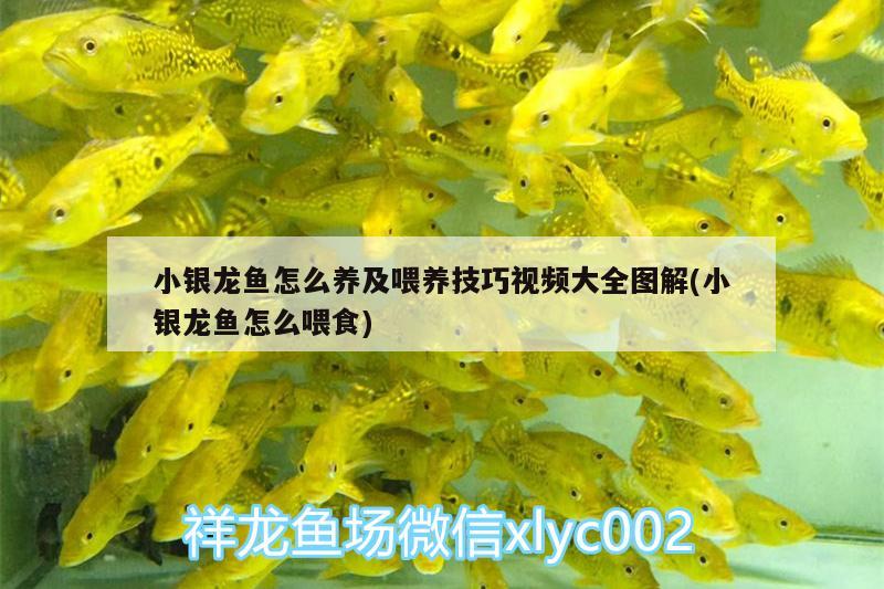 小銀龍魚怎么養(yǎng)及喂養(yǎng)技巧視頻大全圖解(小銀龍魚怎么喂食) 銀龍魚百科