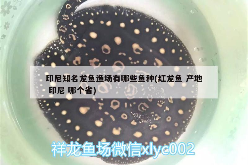 印尼知名龍魚漁場有哪些魚種(紅龍魚產(chǎn)地印尼哪個省) 七彩神仙魚