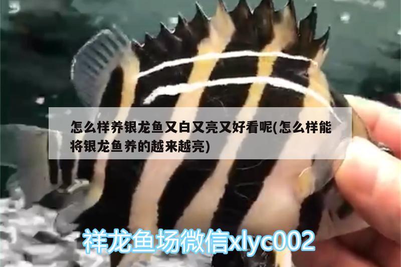 怎么樣養(yǎng)銀龍魚(yú)又白又亮又好看呢(怎么樣能將銀龍魚(yú)養(yǎng)的越來(lái)越亮)