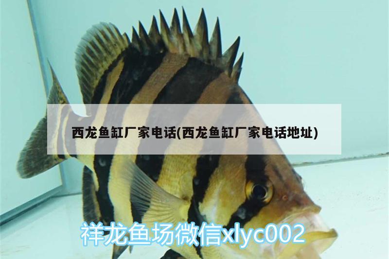 西龍魚(yú)缸廠家電話(西龍魚(yú)缸廠家電話地址)