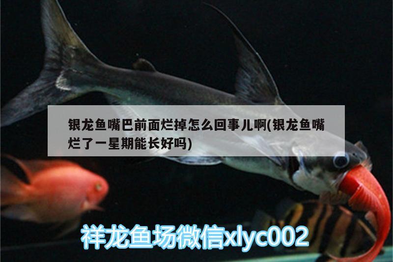 銀龍魚(yú)嘴巴前面爛掉怎么回事兒啊(銀龍魚(yú)嘴爛了一星期能長(zhǎng)好嗎)