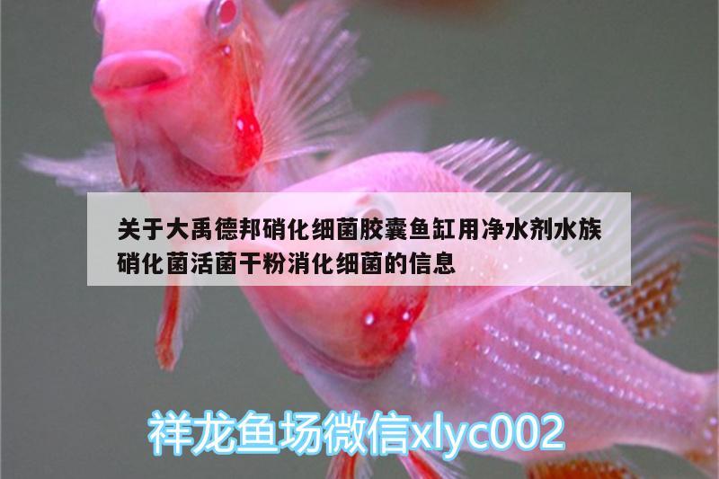 關(guān)于大禹德邦硝化細(xì)菌膠囊魚缸用凈水劑水族硝化菌活菌干粉消化細(xì)菌的信息 硝化細(xì)菌