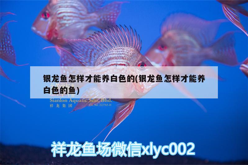 銀龍魚怎樣才能養(yǎng)白色的(銀龍魚怎樣才能養(yǎng)白色的魚) 銀龍魚