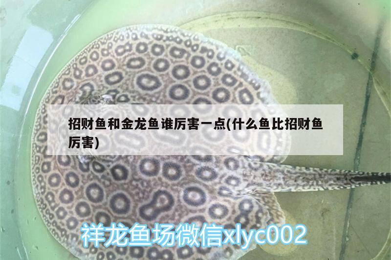 招財(cái)魚和金龍魚誰(shuí)厲害一點(diǎn)(什么魚比招財(cái)魚厲害)