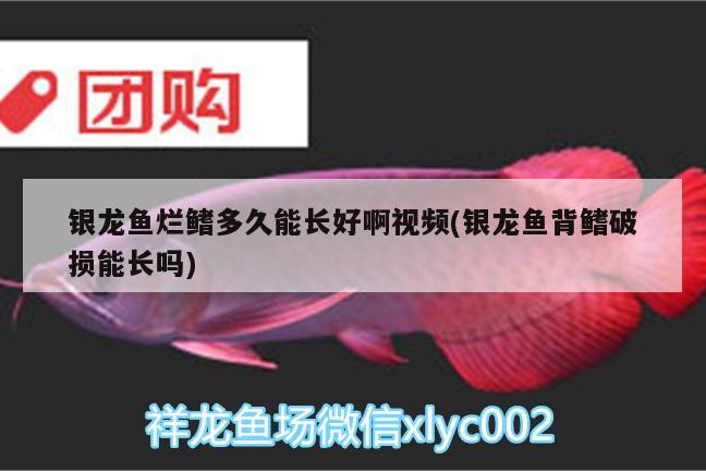 銀龍魚爛鰭多久能長好啊視頻(銀龍魚背鰭破損能長嗎)