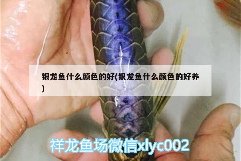 銀龍魚(yú)什么顏色的好(銀龍魚(yú)什么顏色的好養(yǎng))