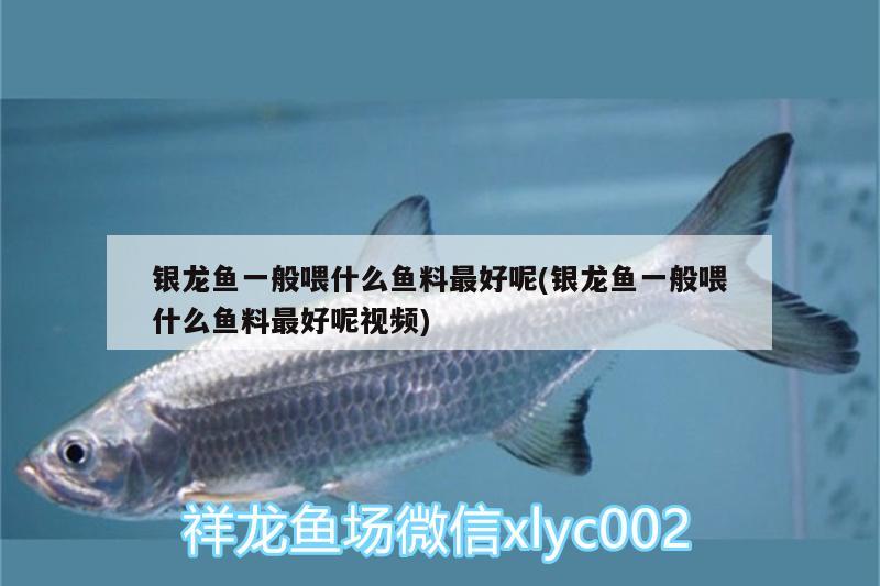 銀龍魚一般喂什么魚料最好呢(銀龍魚一般喂什么魚料最好呢視頻)