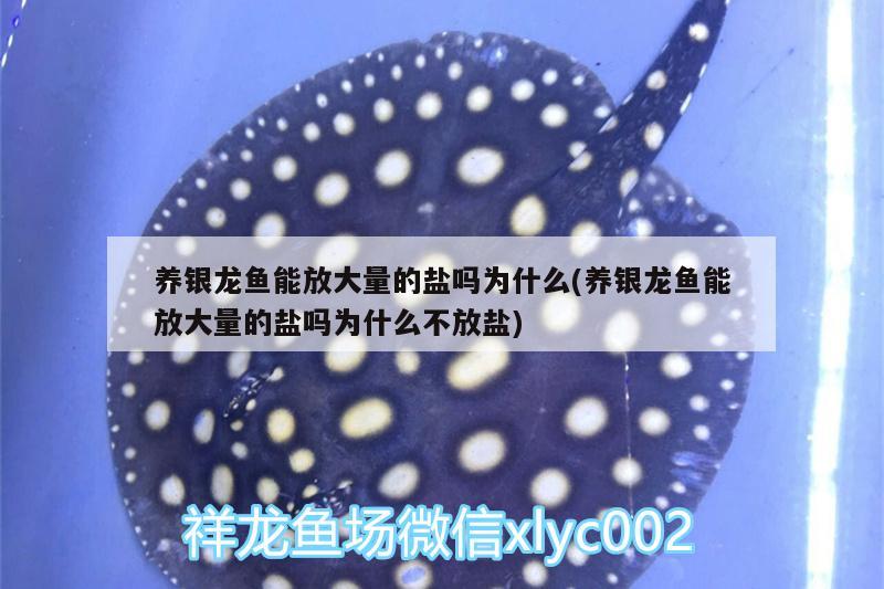 養(yǎng)銀龍魚能放大量的鹽嗎為什么(養(yǎng)銀龍魚能放大量的鹽嗎為什么不放鹽)