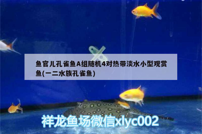 魚官兒孔雀魚A組隨機(jī)4對(duì)熱帶淡水小型觀賞魚(一二水族孔雀魚) 小型觀賞魚