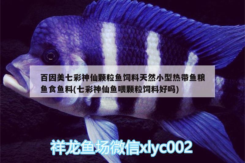 百因美七彩神仙顆粒魚(yú)飼料天然小型熱帶魚(yú)糧魚(yú)食魚(yú)料(七彩神仙魚(yú)喂顆粒飼料好嗎)