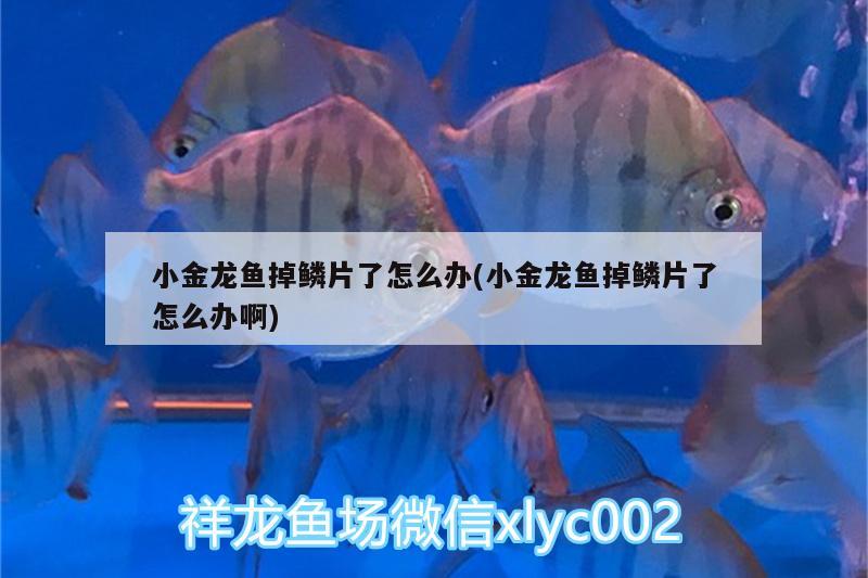 小金龍魚掉鱗片了怎么辦(小金龍魚掉鱗片了怎么辦啊)