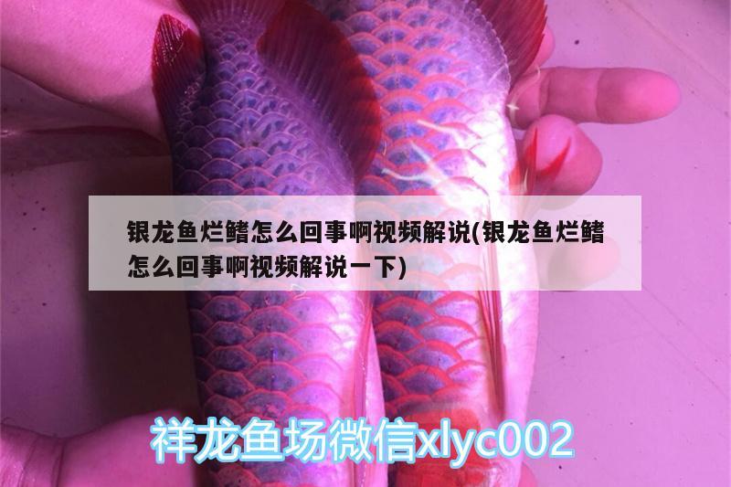 銀龍魚爛鰭怎么回事啊視頻解說(銀龍魚爛鰭怎么回事啊視頻解說一下)