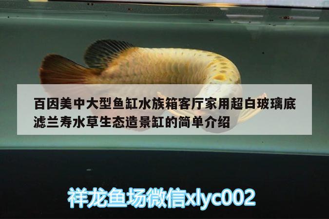 百因美中大型魚缸水族箱客廳家用超白玻璃底濾蘭壽水草生態(tài)造景缸的簡單介紹