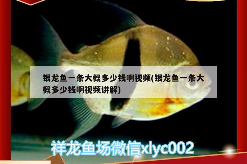 銀龍魚(yú)一條大概多少錢(qián)啊視頻(銀龍魚(yú)一條大概多少錢(qián)啊視頻講解)