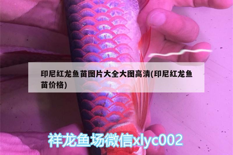 印尼紅龍魚苗圖片大全大圖高清(印尼紅龍魚苗價格) 印尼紅龍魚