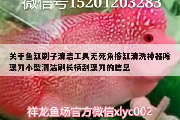 關(guān)于魚缸刷子清潔工具無死角擦缸清洗神器除藻刀小型清潔刷長柄刮藻刀的信息