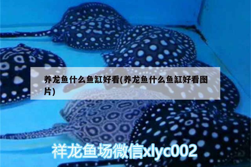 養(yǎng)龍魚什么魚缸好看(養(yǎng)龍魚什么魚缸好看圖片) 魟魚百科 第2張