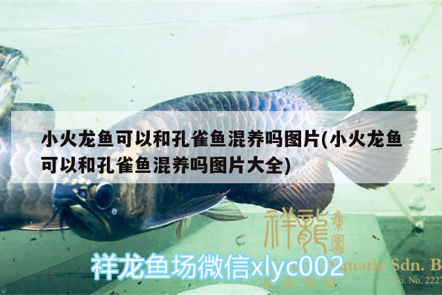 小火龍魚可以和孔雀魚混養(yǎng)嗎圖片(小火龍魚可以和孔雀魚混養(yǎng)嗎圖片大全) 眼斑魚