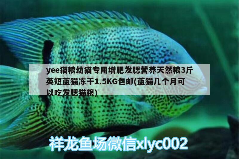 yee貓糧幼貓專用增肥發(fā)腮營養(yǎng)天然糧3斤英短藍貓凍干1.5KG包郵(藍貓幾個月可以吃發(fā)腮貓糧) yee