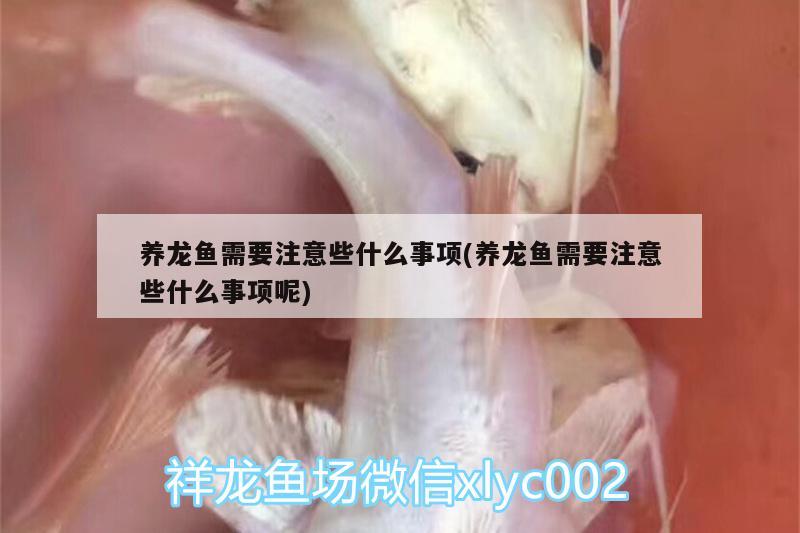 養(yǎng)龍魚需要注意些什么事項(xiàng)(養(yǎng)龍魚需要注意些什么事項(xiàng)呢) 羽毛刀魚苗