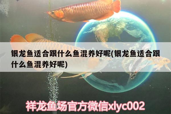 銀龍魚適合跟什么魚混養(yǎng)好呢(銀龍魚適合跟什么魚混養(yǎng)好呢) 銀龍魚