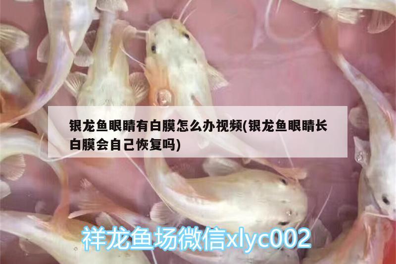 銀龍魚眼睛有白膜怎么辦視頻(銀龍魚眼睛長白膜會自己恢復(fù)嗎) 銀龍魚