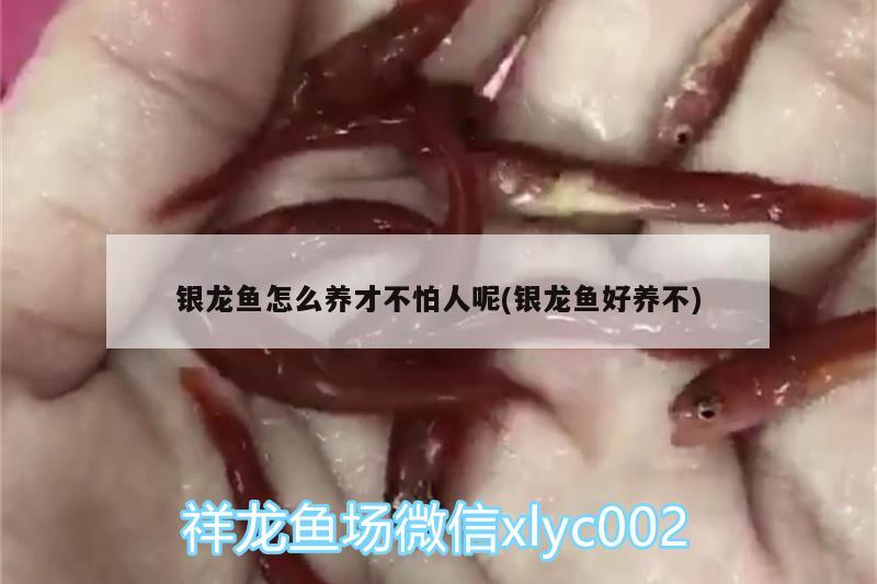 銀龍魚怎么養(yǎng)才不怕人呢(銀龍魚好養(yǎng)不) 銀龍魚