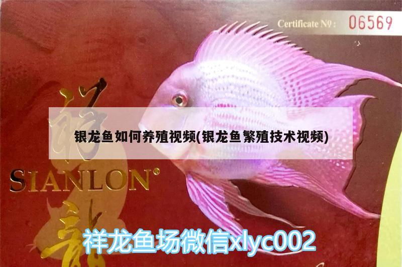 銀龍魚如何養(yǎng)殖視頻(銀龍魚繁殖技術(shù)視頻)