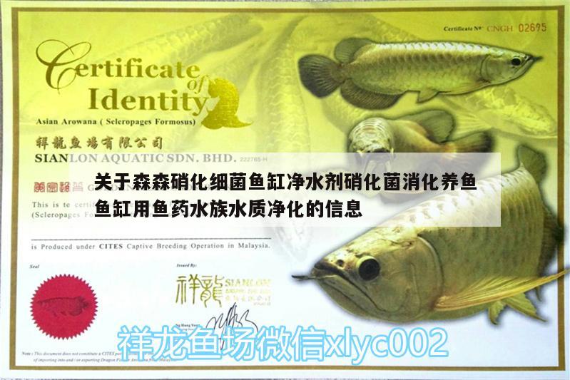 關(guān)于森森硝化細菌魚缸凈水劑硝化菌消化養(yǎng)魚魚缸用魚藥水族水質(zhì)凈化的信息 硝化細菌