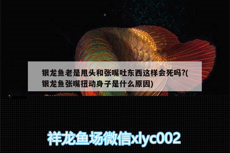 銀龍魚老是甩頭和張嘴吐東西這樣會(huì)死嗎?(銀龍魚張嘴扭動(dòng)身子是什么原因)