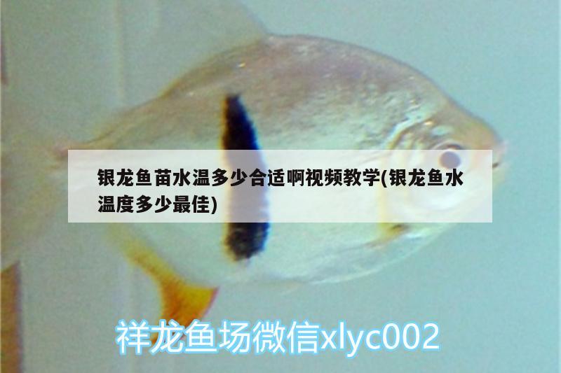 銀龍魚苗水溫多少合適啊視頻教學(xué)(銀龍魚水溫度多少最佳) 銀龍魚